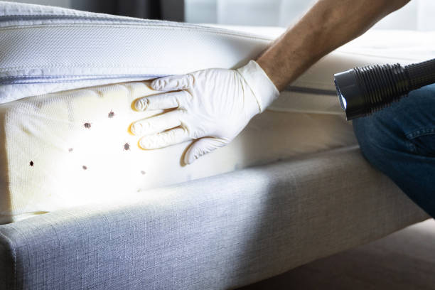 Best Termite Control Services  in Air Force Academy, CO