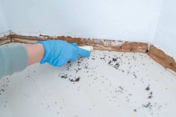 Flea Control Services in Air Force Academy, CO